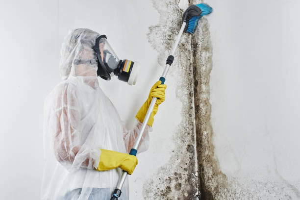 Best Certified Mold Removal  in Rochester, MN