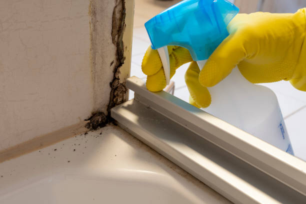 Best Mold Damage Repair  in Rochester, MN