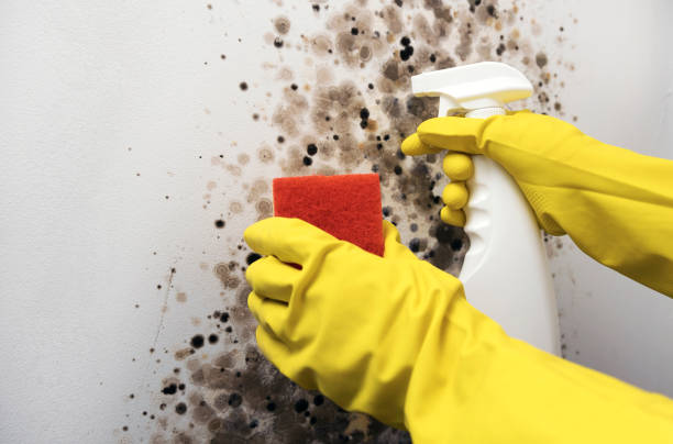 Best Toxic Mold Removal  in Rochester, MN