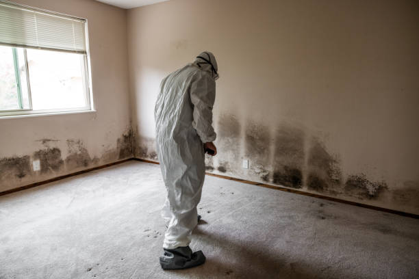 Professional Mold Removal in Rochester, MN