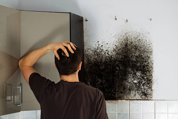 Best Commercial Mold Removal  in Rochester, MN
