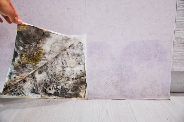 Best Black Mold Removal  in Rochester, MN